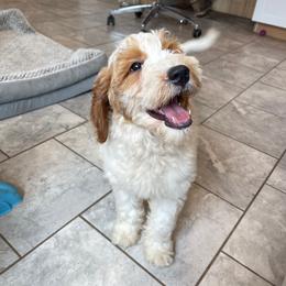 Rosie - Parti female Goldendoodle puppy in Sugarcreek, Ohio from True Hearted Doodles