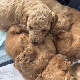 Poodle Puppies from Lulu’s Lovely Toy Poodles