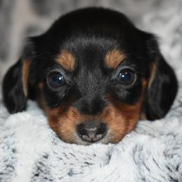 Angel - Black and tan female Dachshund puppy in Texas from Sparkles & Spurs Mini Dachshunds