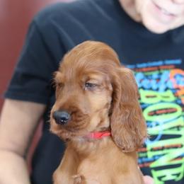 Irish Setter Puppies from Kilkieran Kennels and farm