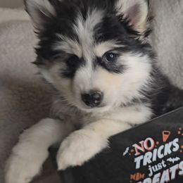Luz de Luna (Moonlight) - Black and white female Pomsky puppy in Spring Hill, Florida from Whitmore Wolfpack LLC