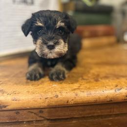 Green collar male - Black and silver male Miniature Schnauzer puppy in Scottsboro, Alabama from Whistling Dixie Schnauzers