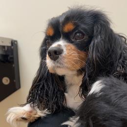 Fin - Cavalier King Charles Spaniel