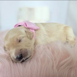 Girl 2 - Golden female Golden Retriever puppy in Grand Terrace, California from Southern Golden Retrievers