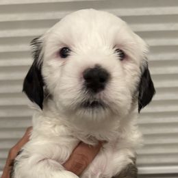 Lucy - Sable and white Tibetan Terrier puppy in Winters, California from Rama Kha Tibetans