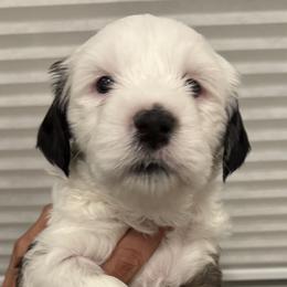 Lucy - Sable and white Tibetan Terrier puppy in Winters, California from Rama Kha Tibetans