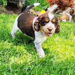 Oakley - Liver white and tan female English Springer Spaniel puppy in Derby, Vermont from Ledge N' Tree English Springer Spaniels
