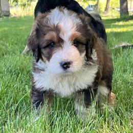 Treasure - Sable male Bernedoodle puppy in Kansas City, Missouri from Beary GoldenDoodles