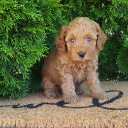 Elvis - Red male Cockapoo puppy in Shipshewana, Indiana from Home Raised Cockapoos