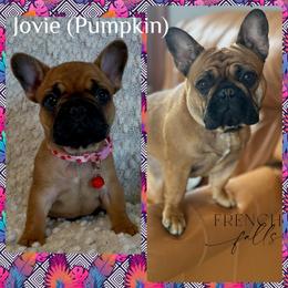 French Bulldog Puppies from GavFam Frenchies