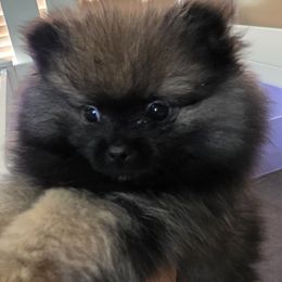 Jaxxon - Orange sable male Pomeranian puppy in Jacksonville, Florida from L'Orlean Kennels