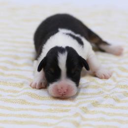 BTM - Black tri-color male Australian Shepherd puppy in Lakewood, California from Cloud Nine Kennel