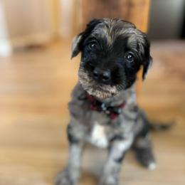 Willow - Merle female Labradoodle puppy in Alliance, Ohio from Mount Olive Doodles