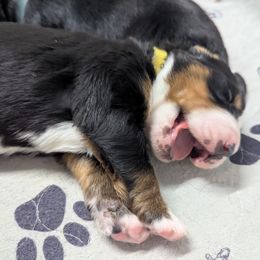 Bernedoodle and Bernese Mountain Dog Puppies from Rafter 58 Bernese Mountains and Bernedoodles