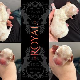 Dachshund Puppies from 208 Dox Dynasty