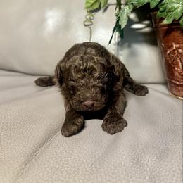 Lilac - Merle female Goldendoodle puppy in Lake City, Florida from Dream Hollow Farm
