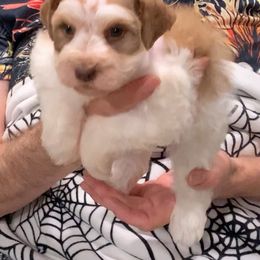 Mischa - Parti female Miniature Schnauzer puppy in Kentucky from Mrs Bs Teeny Schnauzers & Doodles