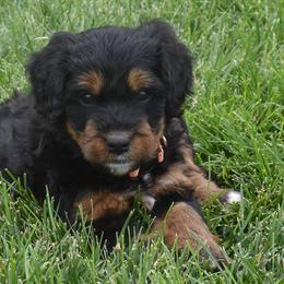 Maroon Collar Girl - Tri-color female Bernedoodle puppy in Ogden, Utah from Salty Point Doodles