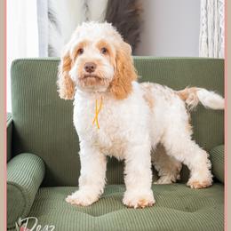 Shamrock - Red and white female Cockapoo puppy in Connersville, Indiana from Deaz Doodle Ranch