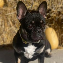 French Bulldogs from Blue Ivy Frenchies