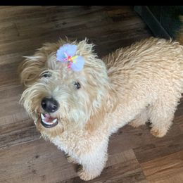 Maggie - Goldendoodle