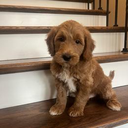 Austin - Red  male Goldendoodle puppy in New Waverly, Texas from C.P. Puppy Buddies