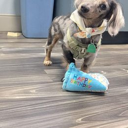 Dachshund Puppies from Golden Creek Farm