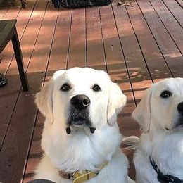 Golden Retrievers from Bazzles Cream Retrievers