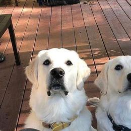 Golden Retrievers from Bazzles Cream Retrievers