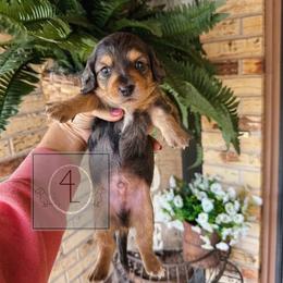 Tex - CKC Registered - Dapple male Dachshund puppy in Erick, Oklahoma from 4-L Backyard Dach