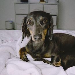 June - Dachshund