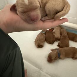 Boy 4 - male Goldendoodle puppy in Yukon, Oklahoma from Silver Barn Doodles