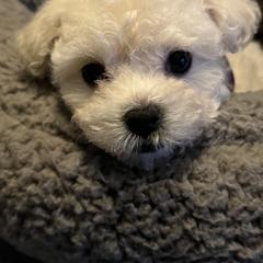 Bolognese Puppies from Mesilla Valley Bolognese