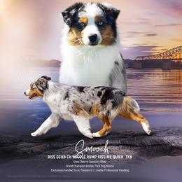 Smooch - Miniature American Shepherd