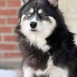 Grace - Pomsky