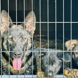 Sequoia - German Shepherd