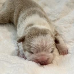 Girl 2 - Boston Terrier puppy in George West, Texas from Duke of Earl’s Boston Terriers
