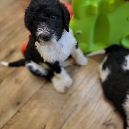 Labradoodle Puppies from Tyson's Farm Doodles