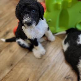 Labradoodle Puppies from Tyson's Farm Doodles