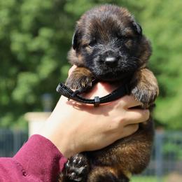 Koda - Black and red male German Shepherd puppy in Canton, Texas from WILDWOOD GERMAN SHEPHERDS