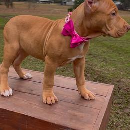 LACEy - Fawn female American Bully puppy in Texas from TEXAS BULLY FAMILY