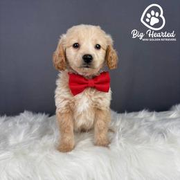 Tony - White male Companion Cross puppy in Utah County, Utah from Big Hearted Breeders