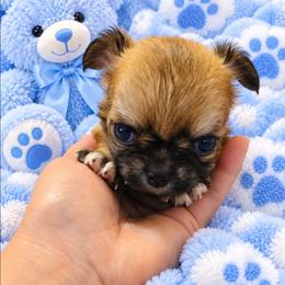 Reese - Black sabled fawn male Chihuahua puppy in Kyle, Texas from joy of chihuahuas tx