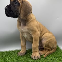 Great Dane Puppies from Top Brackett Danes