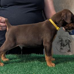 Male 1 - Yellow Collar - Red and rust male Doberman Pinscher puppy in Spencer, Indiana from Jackson's Dobermans