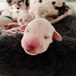 Dalmatian Puppies from Seaside Dalmatians