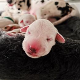 Dalmatian Puppies from Seaside Dalmatians