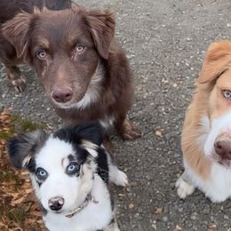 Australian Shepherds, Maltese, and Pomeranians from Destination Dalmatian