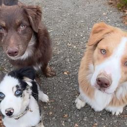 Australian Shepherds, Maltese, and Pomeranians from Destination Dalmatian