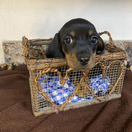 Dachshund Puppies from Yellowstone Dachshunds
